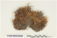 藏品(曲尾苔科)的圖片